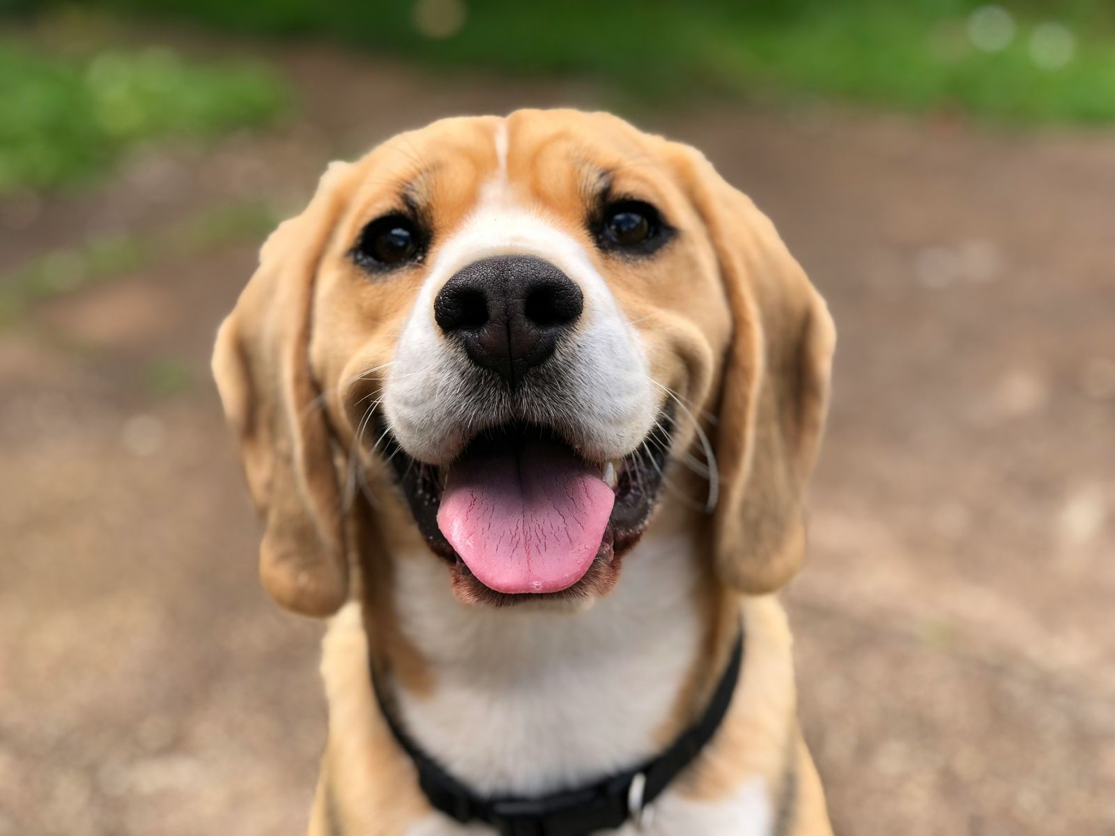 A very happy beagle
