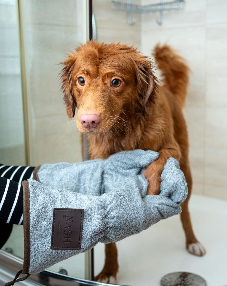 Rufus wrapped in a towel